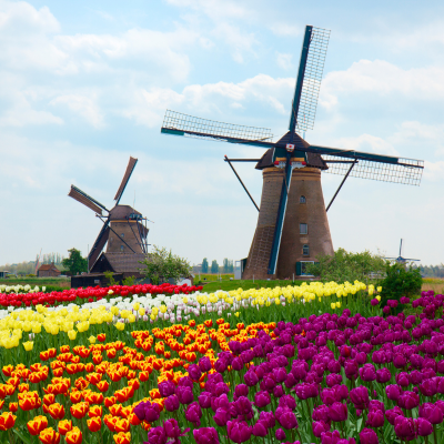 Nederland; Tulip; WIndmühlen 