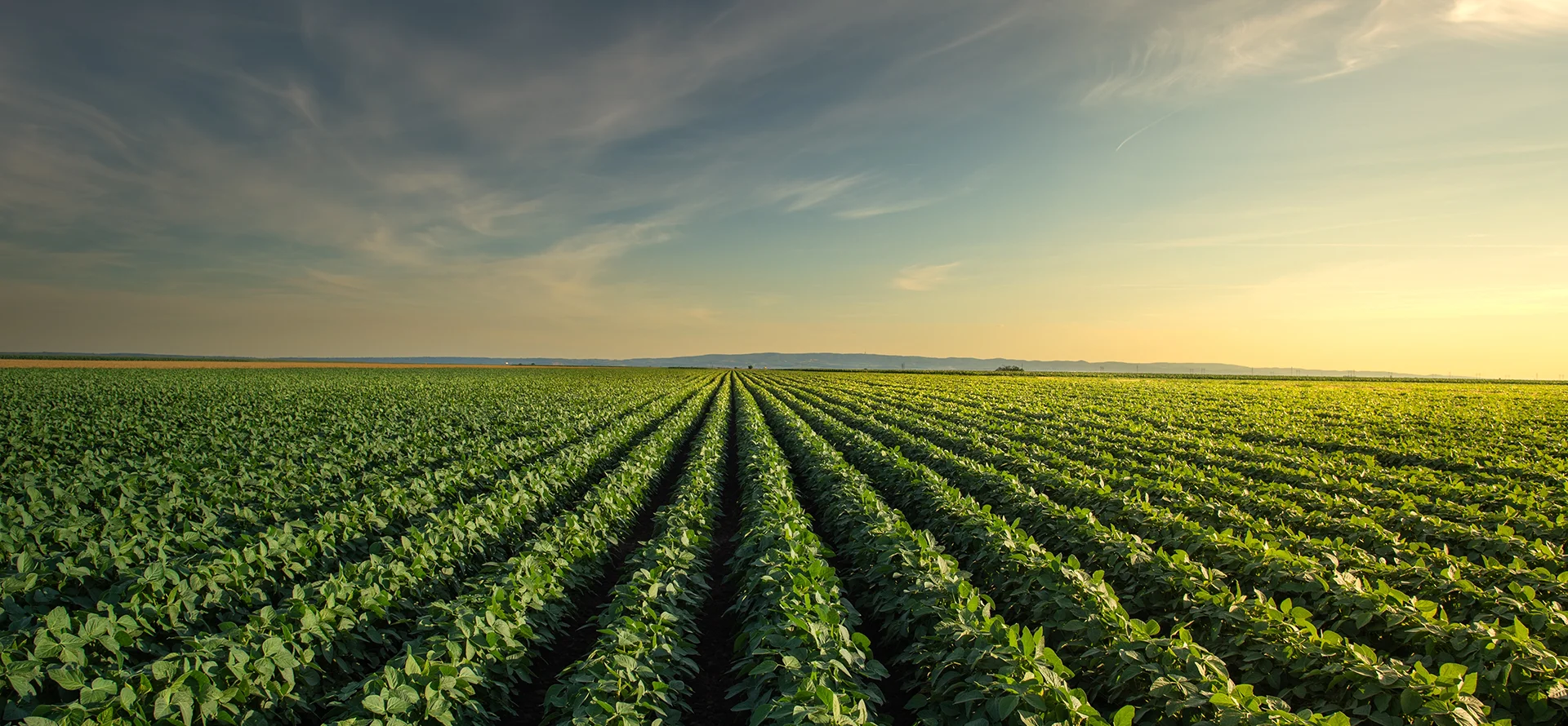 Gewassen op het veld